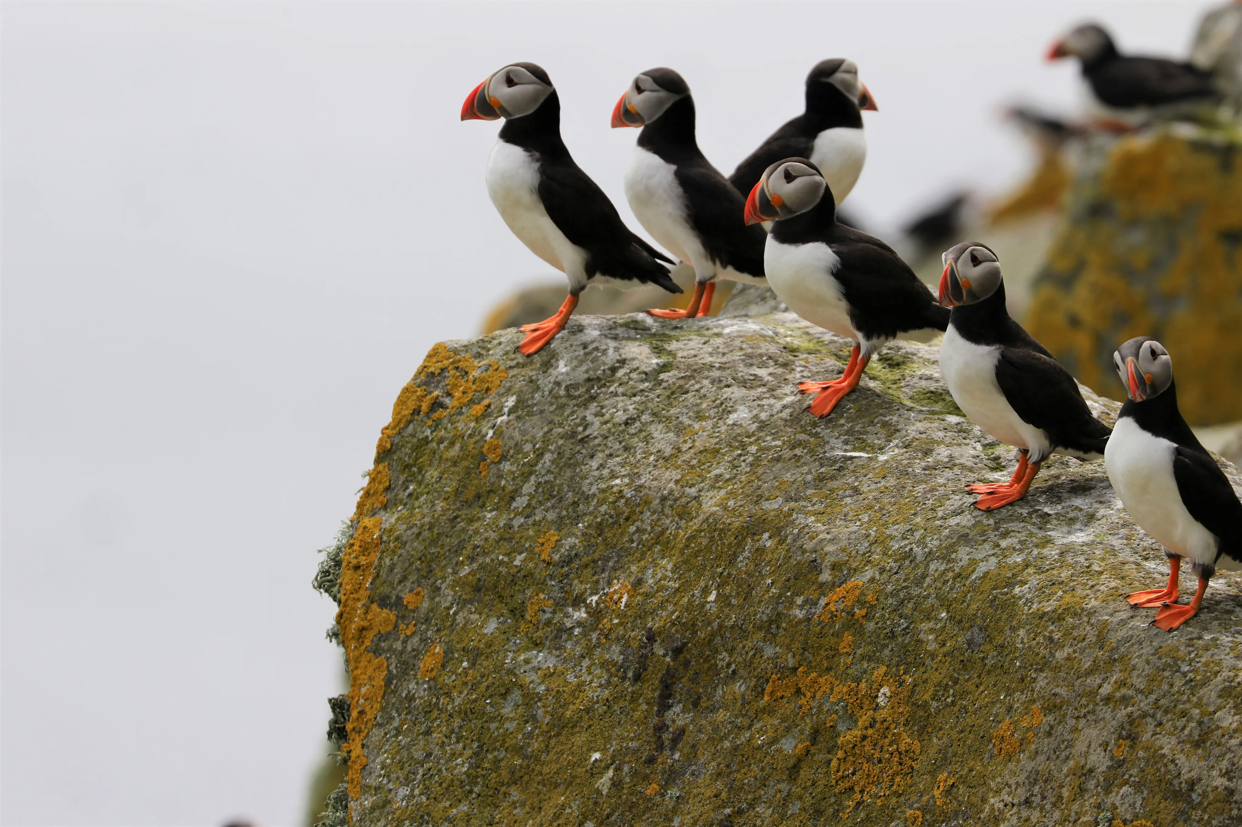 Puffins on the cliffside.